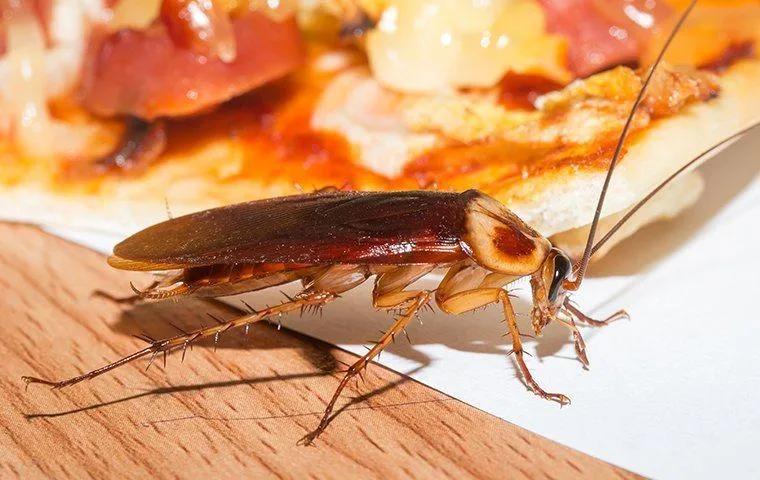 Why do cockroaches gather behind kitchen cabinets and storage areas?